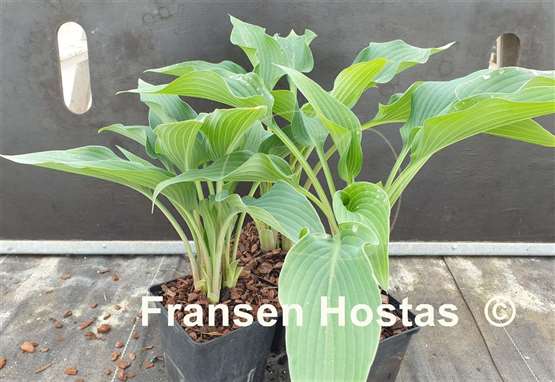 Hosta Fake Lightning